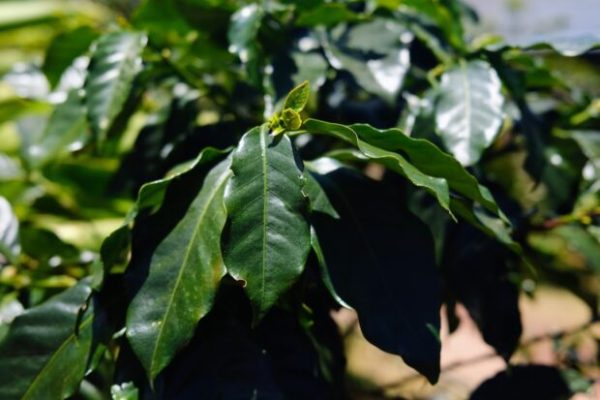 Weekly Coffee News: Renowned Producer Pauses Operations + Tariff Exemption Petition