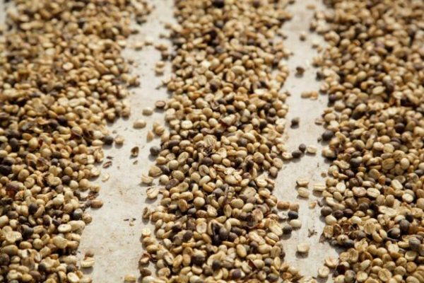 Weekly Coffee News: Labor Allegations + New Ethiopian Coffee Auction