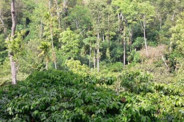In India, Coffee Agroforestry Systems May Also Work as Seed Nurseries