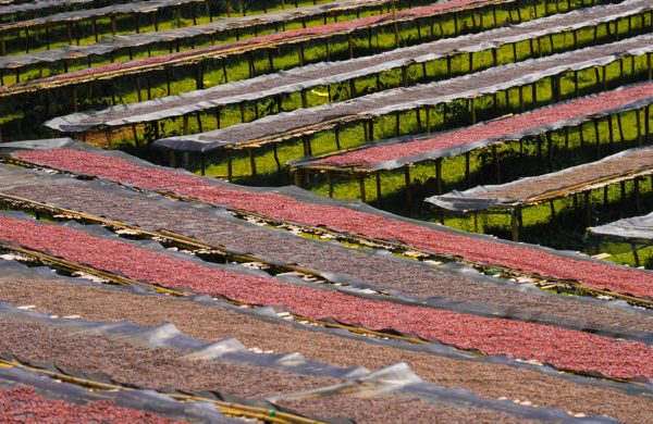 Weekly Coffee News: Ethiopia Auction Record + Industry ‘Alarmingly Underprepared’ for EUDR