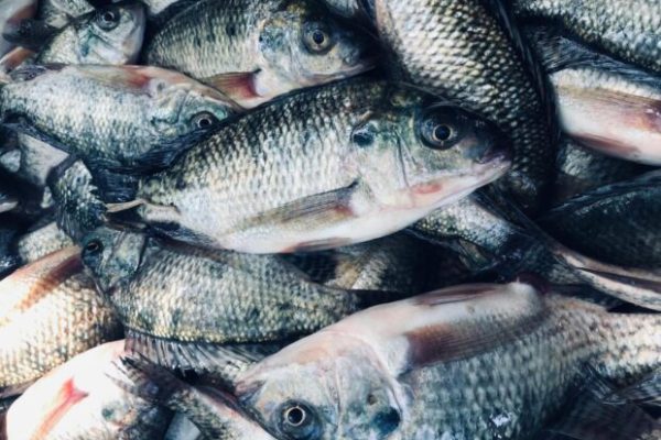 Weekly Coffee News: Parchment as Fish Food + US Traders Rush to Land Brazil