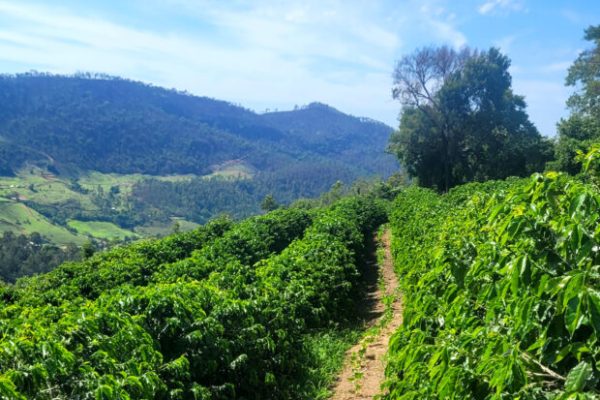 Column: What is the Formula for Sustainability in Coffee Production?