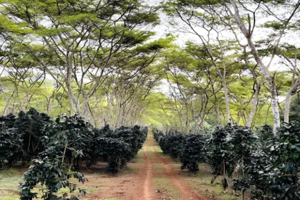 Coffee Farmers in Laos Say Agroforestry Requires More Than Mere Advice