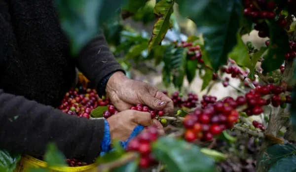 Like an Earthquake Inside of a Hurricane. How Tariffs May Compound Coffee’s Climate Woes