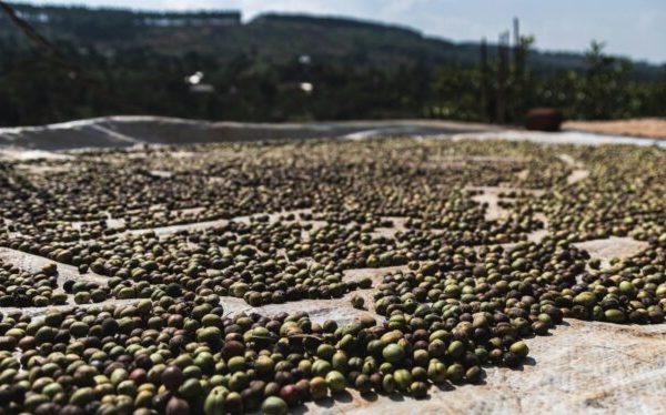 Column: With EUDR and Beyond, the Information Gap Must Be Narrowed