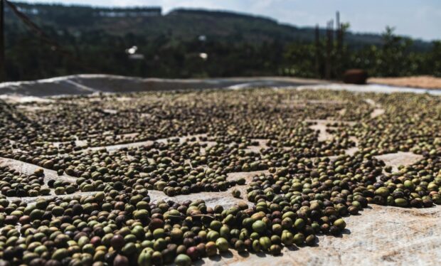 coffee drying