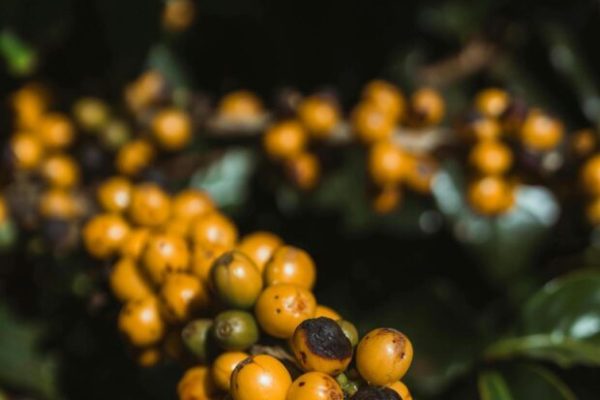 Weekly Coffee News: Slavery-Like Conditions Reported + Dress Code Lawsuits