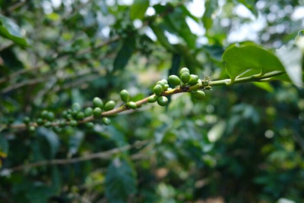 How Europe’s Deforestation Law Could Change the Global Coffee Trade