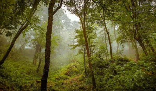 Not All Agroforestry Systems Are Created Equal (or Funded Equally)