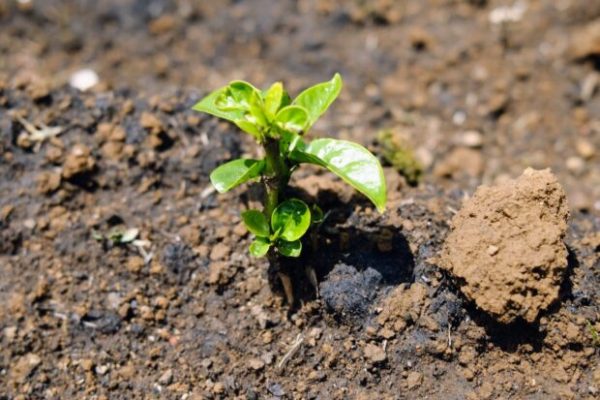 Weekly Coffee News: Questioning Coffee’s Future + New Look for CQI