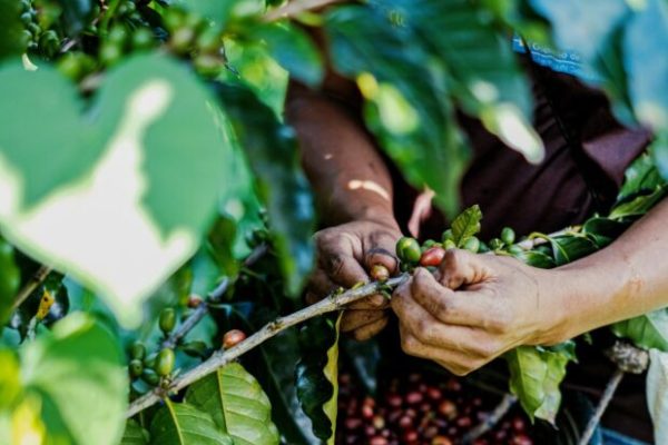 Weekly Coffee News: Coffee’s Food Paradox + Texas Specialty Chain Expanding