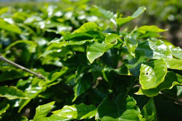 coffee plant
