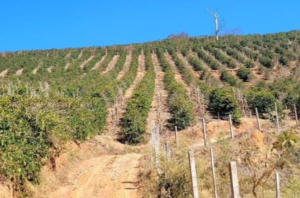 Column: What the 2025 Brazil Coffee Harvest Can Teach Us About the Future